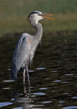 Büyük mavi balıkçıl arama - Myakka nehir State Park, Florida