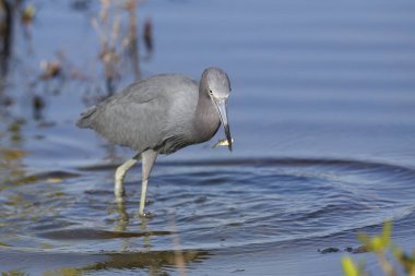 Küçük mavi balıkçıl - Merritt Island yaban hayatı Refu bir balık yakalamak