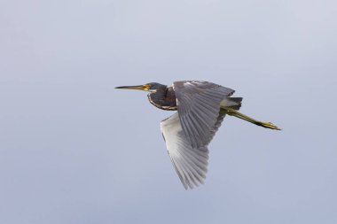 Uçuş - Merritt Island Wildlife Refuge, Flo tricolored balıkçıl