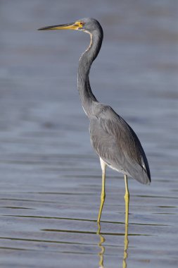 Tricolored Heron - St Petersburg, Florida