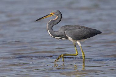 Tricolored Heron SAP onun hayvanın avı - St Petersburg, Florida