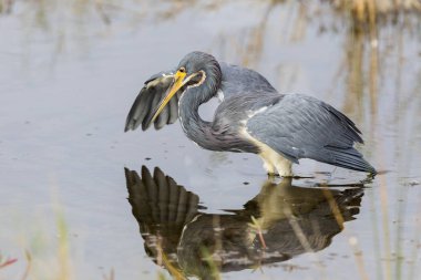 Tricolored Heron avını - Merritt Island Wildlife Ref takip