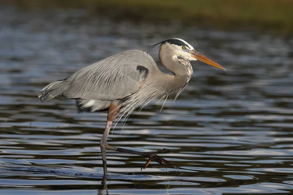 Großer blauer Reiher watet in einem flachen Floridateich — Stockfoto