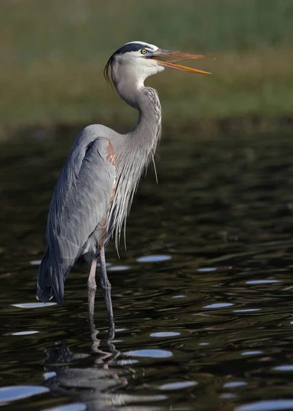 Großer blauer Reiher ruft - Myakka River State Park, Florida — Stockfoto