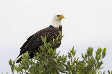 Kel kartal - Merritt Island Wildlife Refuge, Florida