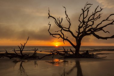 Dalgaların karaya attığı odun ve gündoğumu - Jekyll Island, G, bir plajda ölü ağaçlar