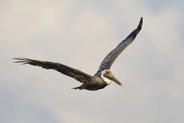 Braunpelikan im Flug über den Golf von Mexiko - Pinellas zählen — Stockfoto