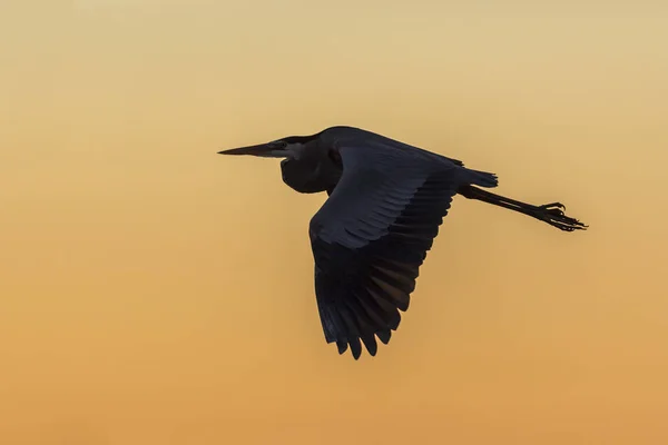 Great Blue Heron flying at sunrise - Cedar Key, Florida — Stock Photo, Image