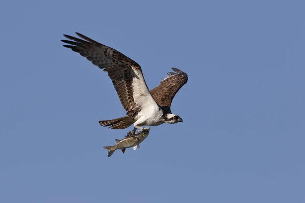 Fischadler fliegt mit einem frisch gefangenen Fisch - Zedernschlüssel, Florida — Stockfoto