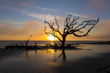 Dalgaların karaya attığı odun ve gündoğumu - Jekyll Island, G, bir plajda ölü ağaçlar