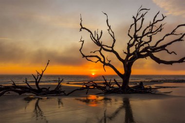 Dalgaların karaya attığı odun ve gündoğumu - Jekyll Island, G, bir plajda ölü ağaçlar
