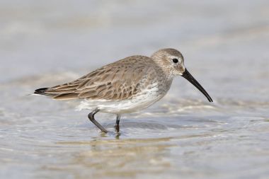 Sigara üreme kuş tüyü bir Florida sahilde yiyecek arama dunlin 