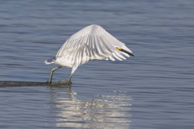 Snowy balıkçıl (Egretta thula) bir gölgelik c kanat ile formlar
