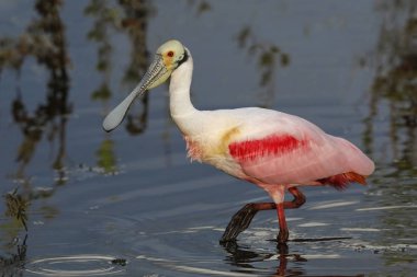 Pembe kaşıkçı bir lagün - Merritt Island Wildlife yiyecek arama