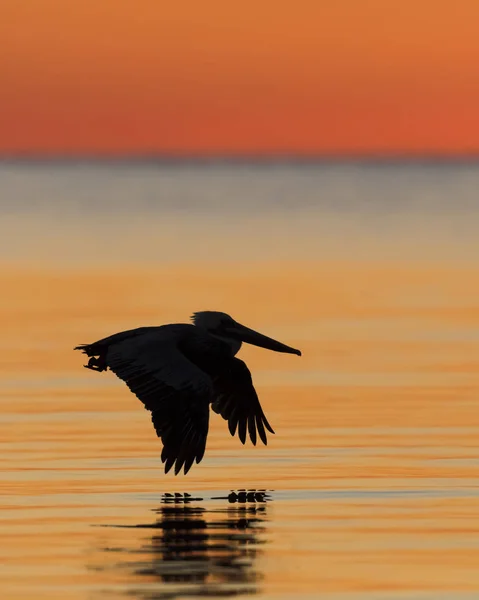 Pelicano marrom em voo ao nascer do sol - Cedar Key, Florida — Fotografia de Stock