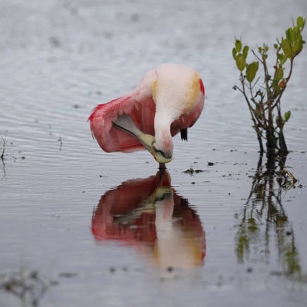 Espátula rosada preparando sus plumas - Merritt Island Wildlif — Foto de Stock