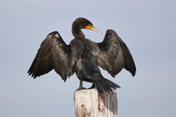 Διπλό αφρισμένα Cormorant ανοίγει τα φτερά της να στεγνώσει — Φωτογραφία Αρχείου