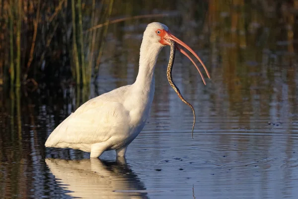 Witte Ibis eet een vers gevangen Florida sipedon - Merritt — Stockfoto
