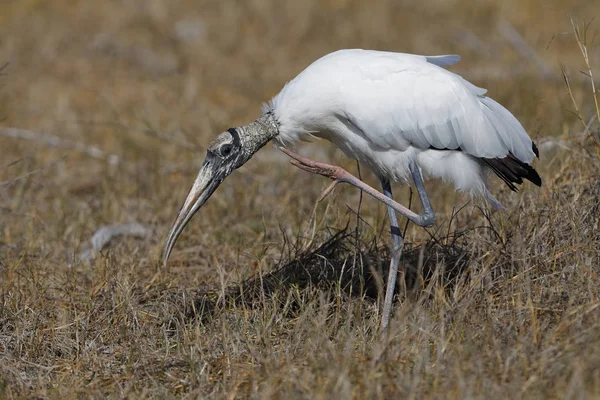 Cigüeña de madera rascándose la cabeza - Fort Myers Beach, Florida — Foto de Stock