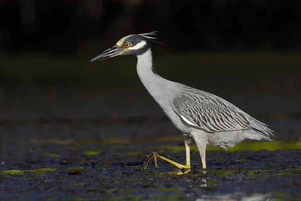 Gelbkronenreiher pirscht sich an eine Krabbe in einer flachen Lagune - — Stockfoto