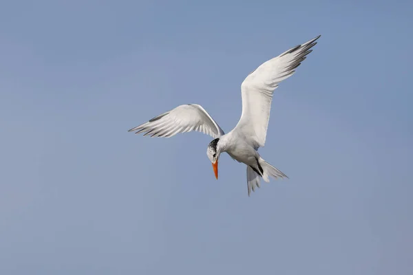 Royal Tern plutind deasupra Golfului Mexic Florida — Fotografie, imagine de stoc