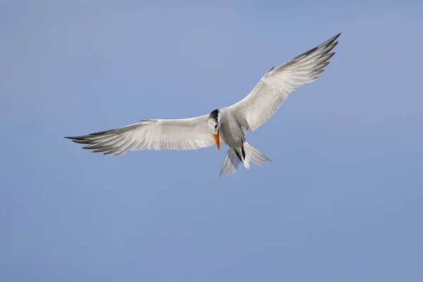 Royal Tern pairando sobre o Golfo do México - Flórida — Fotografia de Stock