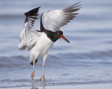 Bir Amerikan Poyraz kuşugiller (Haematopus palliatus) bir kumsalda - Dunedin, Florida toprakları