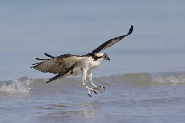 Meksika Körfezi'nde - Fort Desoto Park, Florida açılış sorguç (Pandion haliaetus)