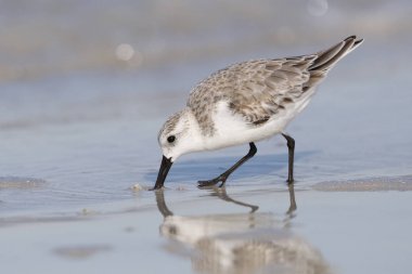 Bir Meksika Körfezi'beach - St Petersburg, Florida yiyecek arama sanderling (Calidris alba)