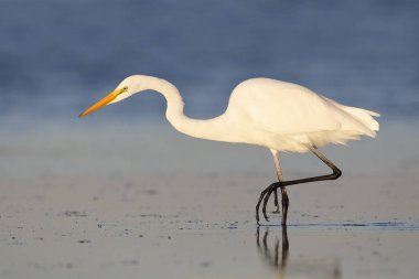 Bir balık - Fort Desoto Park, Florida takip büyük ak balıkçıl (Ardea alba)