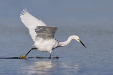 Snowy balıkçıl (Egretta thula) bir balık - Fort Desoto Park, Florida takip