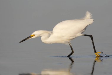 Snowy balıkçıl (Egretta thula) bir balık - Fort Desoto Park, Florida takip