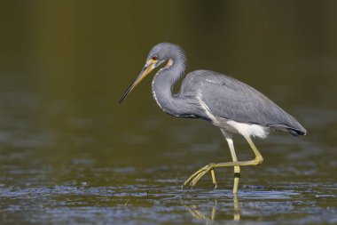 Tricolored balıkçıl (Egretta tricolor) bir balık - St Petersburg, Florida takip