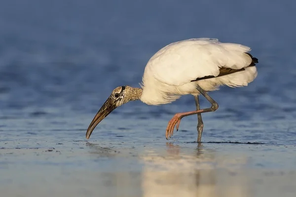 Kaalkopooievaar Mycteria Americana Foerageren Een Ondiepe Lagune Fort Desoto Florida — Stockfoto