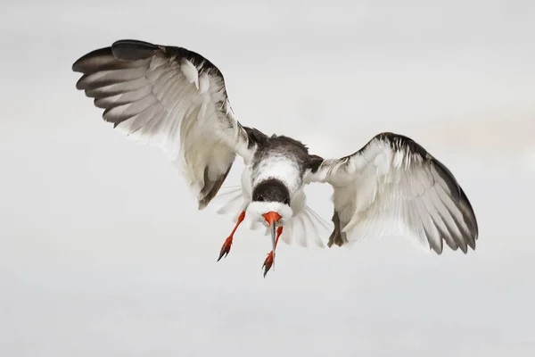 Black Sky Rynchops Niger Готовится Высадиться Пляж Данедин Флорида — стоковое фото