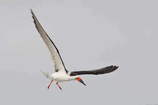 Black Skimmer Rynchops Niger Flight Данидин Флорида — стоковое фото