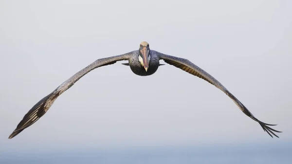 Pelicano Castanho Pelecanus Occidentalis Voo São Petersburgo Flórida — Fotografia de Stock