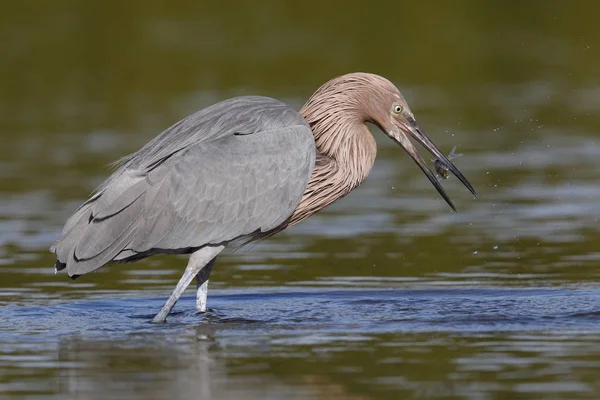 Reiher Egretta Rufescens Beim Fischfang Petersburg Florida — Stockfoto