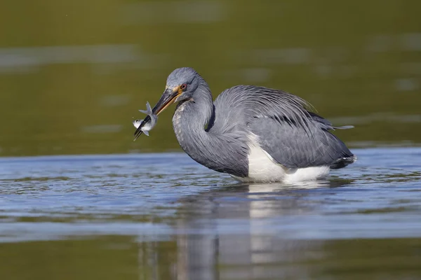 Dreifarbiger Reiher Egretta Tricolor Mit Einem Fisch Schnabel Fort Desoto — Stockfoto