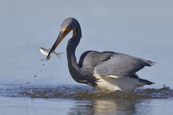 Tricolored Heron Egretta Τρίχρωμος Ένα Ψάρι Mojarra Στο Ράμφος Φορτ — Φωτογραφία Αρχείου