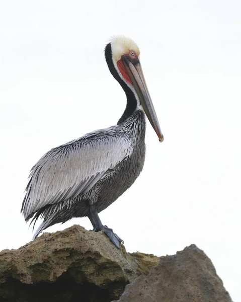 California corsa di Brown Pelican appollaiato su una roccia fuori un Florid — Foto Stock