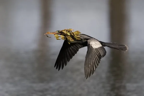 Male Anhinga carrying nesting material in its beak - Florida — Stock Photo, Image