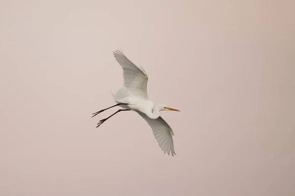 Great Egret in flight against a pink evening sky - Venice, Flori — Stock Photo, Image