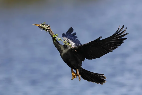 Male Anhinga carrying nesting material in its beak - Florida — Stock Photo, Image