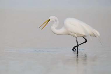 Great Egret stalking a fish - Pinellas County, Florida clipart