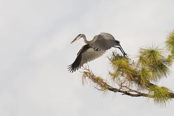 Great Blue Heron taking flight from a pine tree - Venice, Florid — Stock Photo, Image