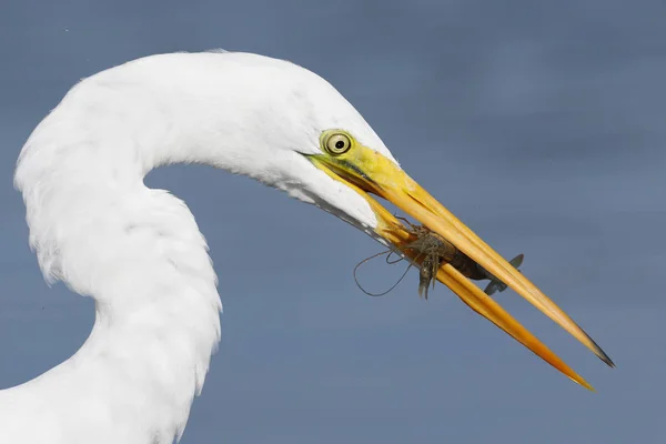 Great Egret with a crawfish in its beak- Pinellas County, Florid — Stock Photo, Image