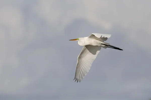 Great Egret in flight - Pinellas County, Florida — Stock Photo, Image