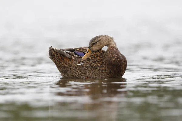 Gefleckte Ente mit Federn - Kreis Pinellas, Florida — Stockfoto