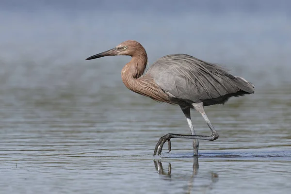 Garza rojiza acechando a un pez - Condado de Pinellas, Florida — Foto de Stock